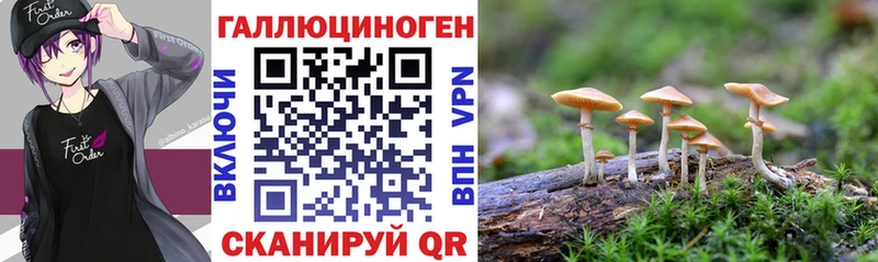 Псилоцибиновые грибы Psilocybine cubensis  блэк спрут как войти  Бийск 